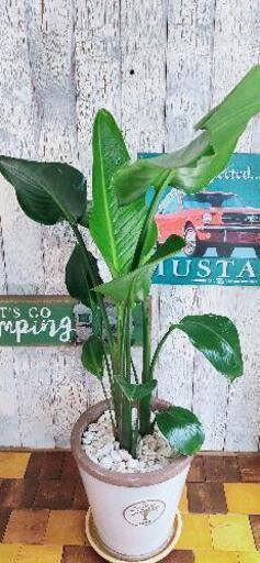 【観葉植物】 ストレリチア　　 オーガスタ 受皿付