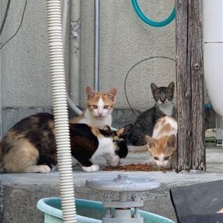仔猫の仲良し兄妹とママ猫の里親さん募集中です✨ - 柳川市