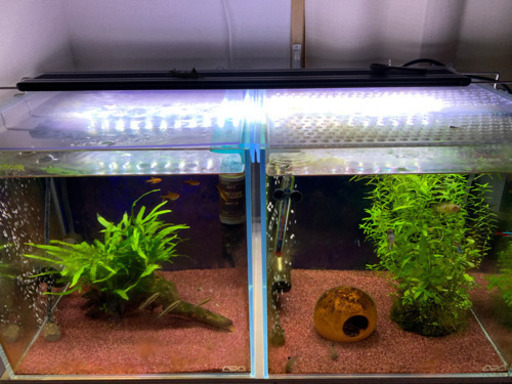 熱帯魚 用品 販売 ADA30cmキューブ水槽セット アピストグラマ