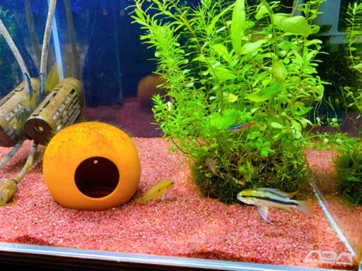 熱帯魚 用品 販売 Ada30cmキューブ水槽セット アピストグラマ ハンニバル 金沢のその他の中古あげます 譲ります ジモティーで不用品の処分