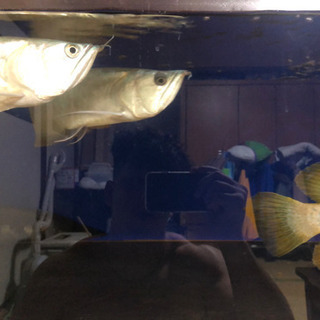 シルバーアロワナ2匹とロイヤルトーマンのセット 引き取り限定