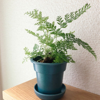 観葉植物　シノブ　17cm　ブルーカラーの2号の鉢と受け皿付き