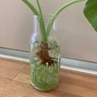 クワズイモ観葉植物水栽培 ぽん 東高円寺のその他の中古あげます 譲ります ジモティーで不用品の処分