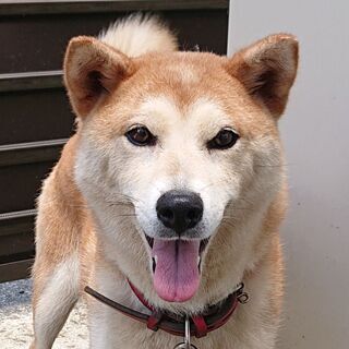 兵庫の柴犬（メス）です！