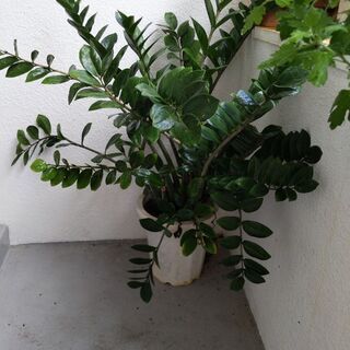 観葉植物ザミオクルカス・ザミフォーリア