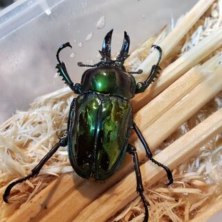 ニジイロクワガタピカール オス単