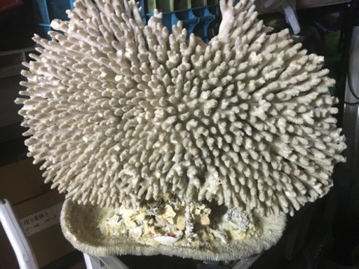超希少　特大天然珊瑚置物