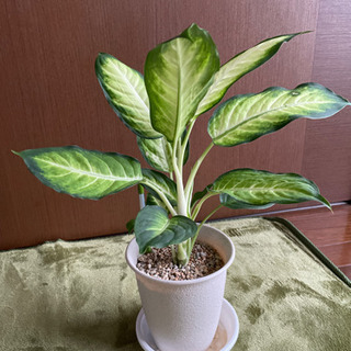 【取引中】ディフェンバキア　観葉植物　鉢セット
