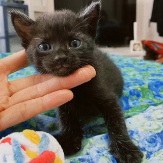 子猫✧里親募集