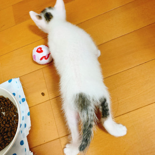 子猫✦里親募集 − 和歌山県