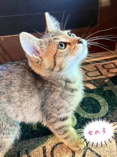 子猫 生後2ヶ月の男の子と女の子 猫の里 Kitten 北九州の猫の里親募集 ジモティー