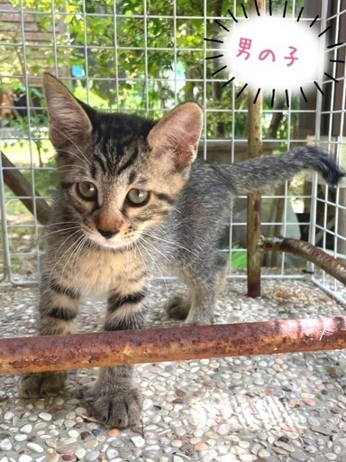 子猫 生後2ヶ月の男の子と女の子 猫の里 Kitten 北九州の猫の里親募集 ジモティー