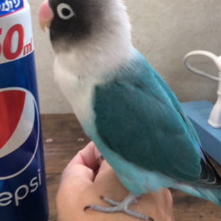 ボタンインコを探しています