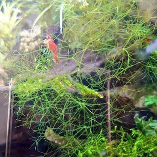 水草 二テラ 稚エビのゆりかご 高水質浄化 エビや稚魚の隠れ家に Aqua 南仙台のその他の中古あげます 譲ります ジモティーで不用品の処分 水草 二テラ 稚エビのゆりかご 高水質浄化 エビや稚魚の隠れ家に Aqua 南仙台のその他の中古あげます 譲ります ジモティーで不用品の処分