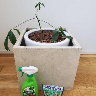 【定価3000円】観葉植物、鉢、植木鉢