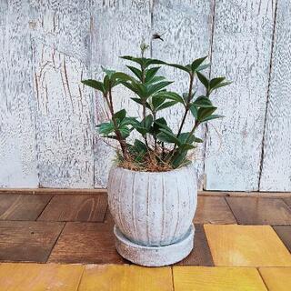 中古ペペロミアが無料 格安で買える ジモティー