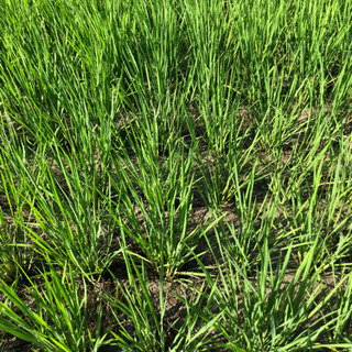 お米作り　自然観察②  用水の様子　畦の草刈りをしながら、観察しよう。