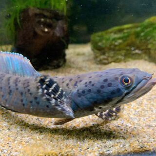 60cmワイド水槽 美品 使用期間5か月