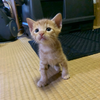 保護猫が仔猫を産みました。