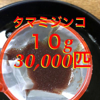 【ネット決済・配送可】タマミジンコ30,000匹（10g）セット...