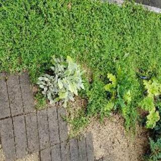 西宮市内限定で ふーちゃん 甲子園口の剪定 造園の無料広告 無料掲載の掲示板 ジモティー