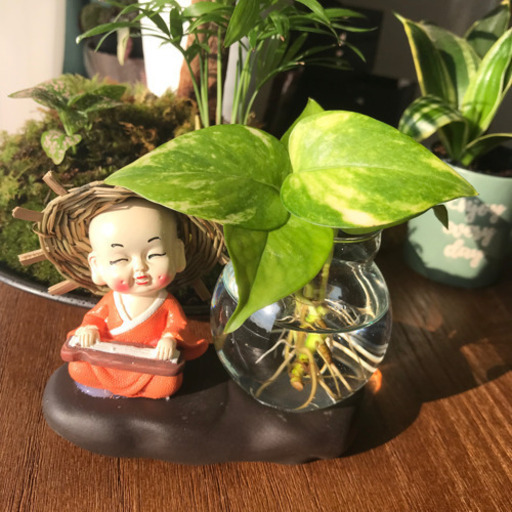 水耕栽培用鉢ガラス付ポトス観葉植物 S Markeys 土師ノ里のおもちゃの中古あげます 譲ります ジモティーで不用品の処分