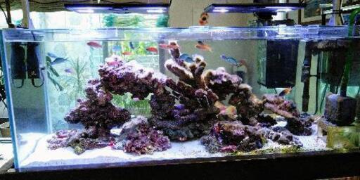 コトブキ　工芸　レグラスフラット　１２０×４５×４５水槽　Ｆ-120Ｌ-ＬＯＷ　手作りキャビネット付　　　海水魚