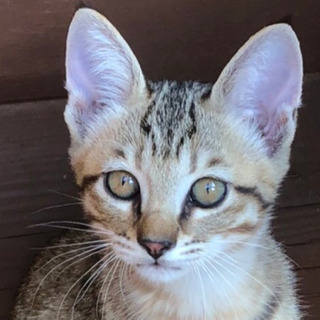 オス子猫1匹 里親募集・8月17日まで