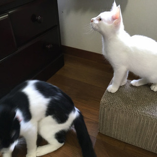 【8月1日　譲渡会】白猫くん - 猫