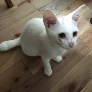 【8月1日　譲渡会】白猫くんの画像