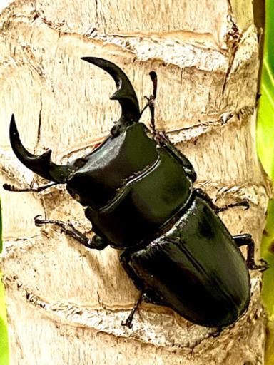 国産オオクワガタ ホワイトアイ 完売御礼 ほてい 加須のその他の中古あげます 譲ります ジモティーで不用品の処分 国産オオクワガタ ホワイトアイ 完売御礼 ほてい 加須のその他の中古あげます 譲ります ジモティーで不用品の処分