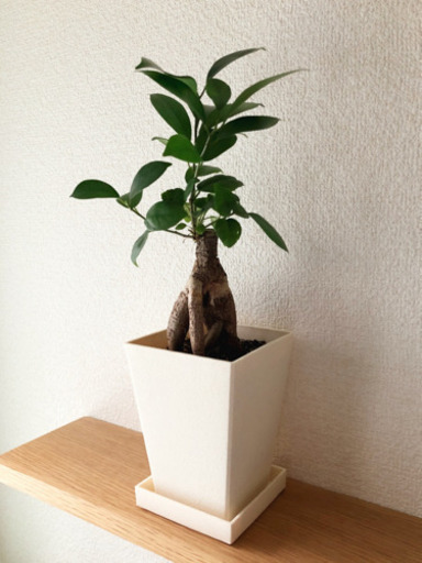 観葉植物　ガジュマル(16)　35cm　3号鉢と受け皿付き