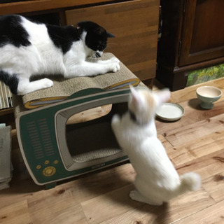 【8月1日　譲渡会】白猫くん − 福岡県