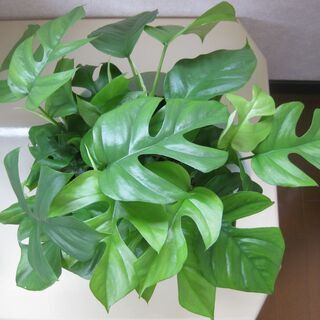 中古ヒメモンステラが無料 格安で買える ジモティー