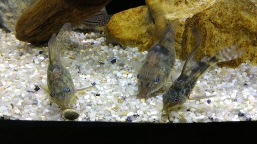 熱帯魚アクアリウム コリドラス 白コリ 青コリ アクア 大通のその他の中古あげます 譲ります ジモティーで不用品の処分