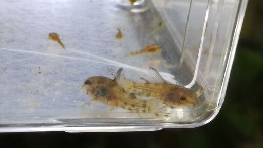 熱帯魚アクアリウム コリドラス 白コリ 青コリ アクア 大通のその他の中古あげます 譲ります ジモティーで不用品の処分