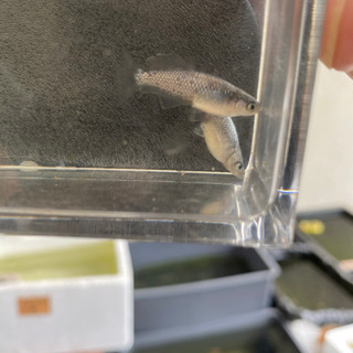 中古魔王が無料 格安で買える ジモティー
