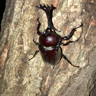 カブトムシ　オス　春日野中央公園　引き渡し限定