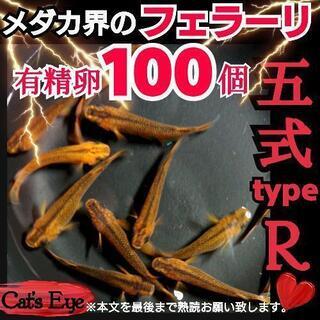 【完売御礼(*ᴗˬᴗ)⁾】【Cat’s Eye Produce】...