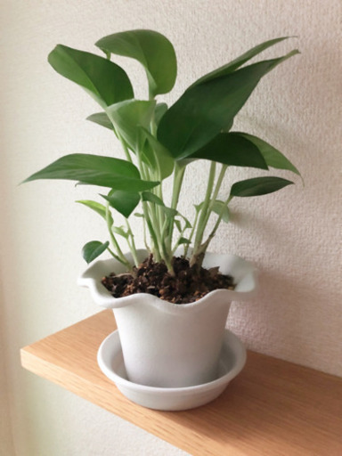 観葉植物　ポトス・パーフェクトグリーン③　26cm　おしゃれな3.5号の鉢と受け皿付き