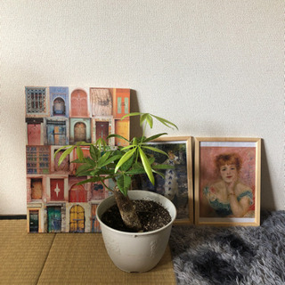 【ネット決済】観葉植物と絵画⭐︎