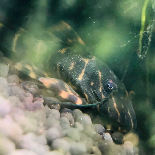 中古タイガープレコが無料 格安で買える ジモティー