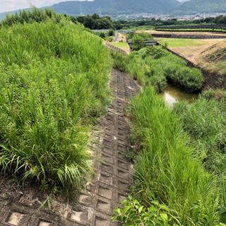 京田辺市の堤防の草刈り