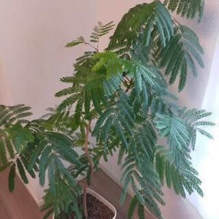 観葉植物　エバーフレッシュ150cm