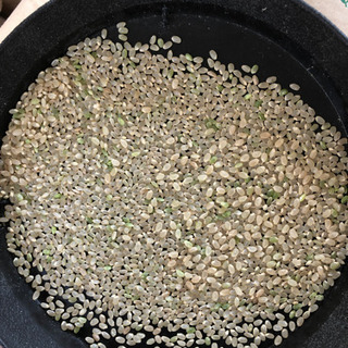 新米宮崎県産コシヒカリ1等30キロ