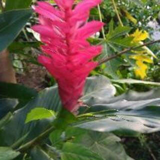 沖縄県の中古挿し木が無料 格安で買える ジモティー