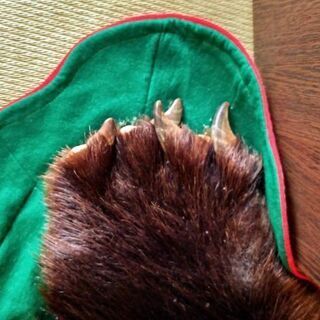 極希少 フレア袖 ドルチェ&ガッバーナ 本毛皮 ラビット ショッキング