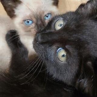 シャムっぽい&黒猫姉妹
