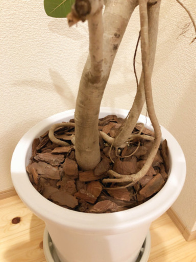 観葉植物 フィカス・ベンガレンシス 165cm 大きな10号鉢とキャスター