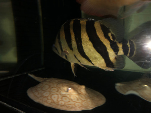 ダトニオ 約30センチ